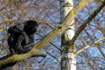 Cute black ape thinking in a tree 
