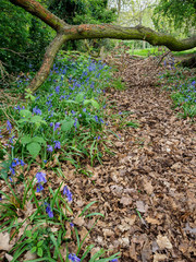 bluebells on forest path
