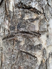 bark of a tree
