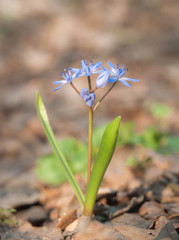 Wild forest flower. Scilla bifolia. Macro