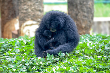 Fototapeta premium The siamang (Symphalangus syndactylus) is an arboreal black-furred gibbon native to the forests of Indonesia, Malaysia and Thailand