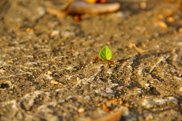 nature