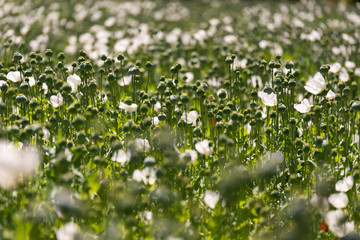 Close up shot of opium Poppies in the field