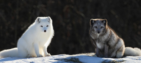 two arctic fox in nature during winter