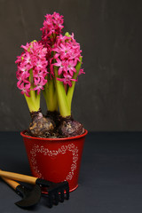 Blooming pink hyacinths in a red pot with a heart pattern, next to garden tools, on a gray concrete background, with space for text.