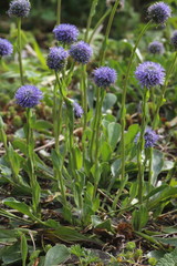 Berg- Sandglöckchen, Jasione montana