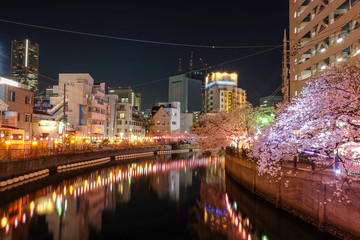 Fototapeta premium 神奈川県 横浜市 大岡川沿いの夜桜並木