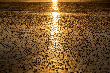 Beach abstract, wet sand reflecting sunlight during sunset