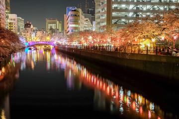 神奈川県 横浜市 大岡川沿いの夜桜並木