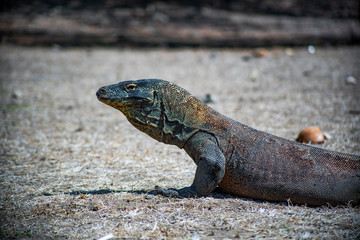 komodo lizard looking at stuff