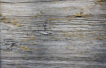 Naklejka premium texture of an old wooden board