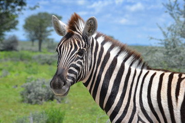 Close-up of zebra in Etosha National Park in Namibia, Africa