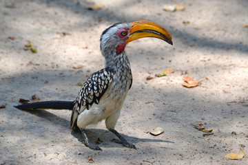 Fearless Yellow Hornbill (Tockus leucomelas), a bird with a large beak that occurs in Botswana