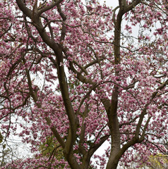 Close Up of A Large Tree With Pink Petals