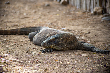 komodo lizard on the rock