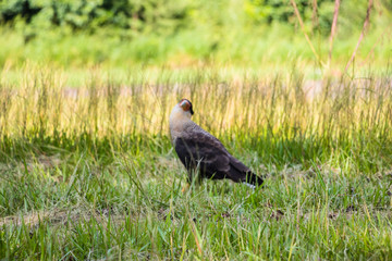 Falcão Carcará - Bird - hawk - falcon 