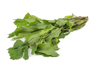 fresh green leaves White mugwort (Artemisia lactiflora, Guizhou) isolated on white background. herbal medicine inhibited or slowed growth of cancer cells Help prevent cancer