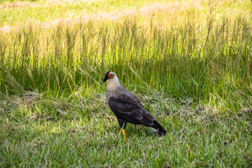 Falcão Carcará - Bird - hawk - falcon 