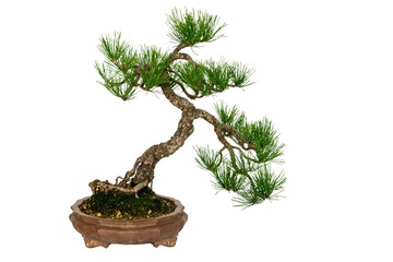 Chinese Bonsai with white background