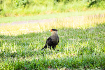Falcão Carcará - Bird - hawk - falcon 