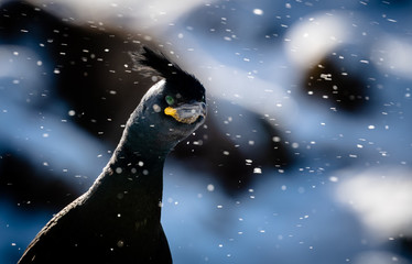 European shag, common shag (Phalacrocorax aristotelis) in snow at Hornøya, Norway