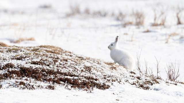 Norwegian ountain hare (Lepus timidus) in winter fur in snow