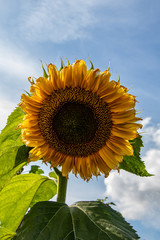 A lonely but beautiful sunflower looks down on the photographer