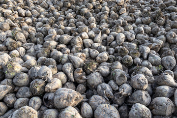 pile of beets ready for transport by farmer.