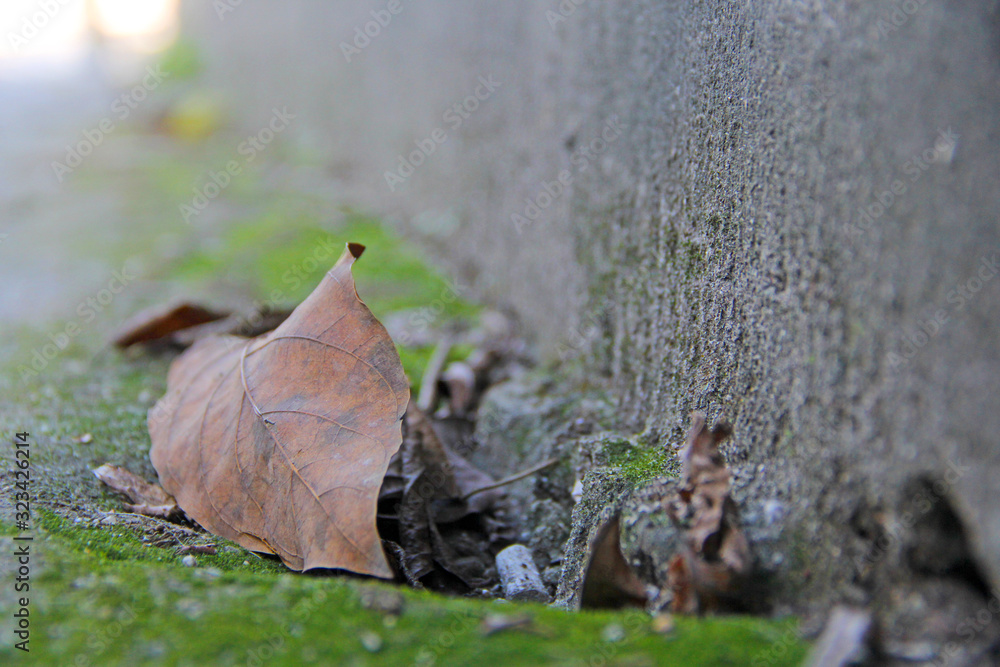 Canvas Prints leaf