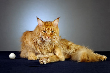 Maine coon male cat guards the ball
