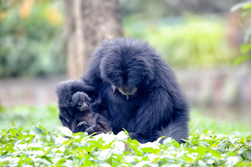 The siamang (Symphalangus syndactylus) is an arboreal black-furred gibbon native to the forests of...