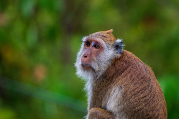 Monkey in Thailand