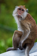 Obraz premium Monkey in Thailand