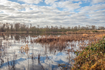 Reeds and rushes in the sky