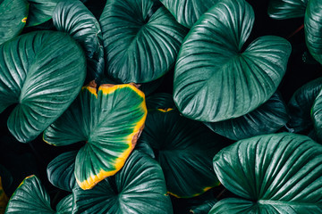 A yellow leaves Homalomena rubescent leaf(King of heart) in dark green leaves