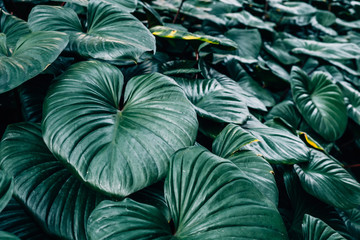 Dark green leaves Homalomena rubescent leaf(King of heart)textured background
