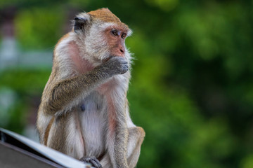 Monkey in Thailand