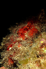 Abbott's coral crab (Hypocolps abboti) Taking in Red Sea, Egypt.