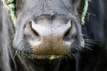 close up of a cow nose