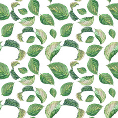 Watercolor seamless patterns with blooming hydrangea branches. Bright inflorescences