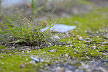 Stones with moss