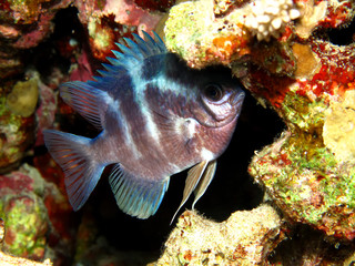 Pale Damselfish (Amblyglyphidodon indicus). Taken in Red Sea, Egypt.