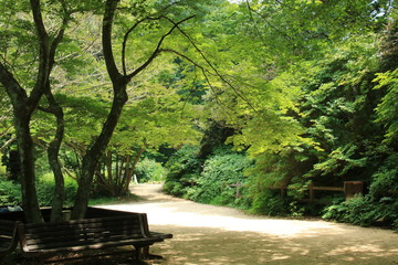 六甲高山植物園の小径