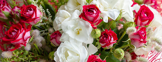 A colorful blossoming flower bouquet of red and white roses and freesia close up. Beautiful floral background. Panoramic banner.