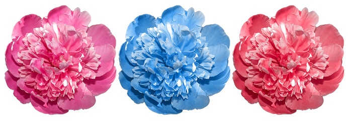 Beautiful colorful flowers isolated on white background. Peony on white background. Panoramic banner.