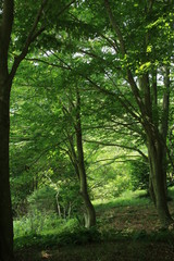 Fototapeta premium 六甲高山植物園の小径