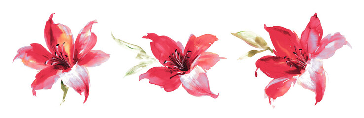 Flowers watercolor illustration.Manual composition.Big Set watercolor elements.