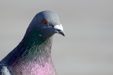 鳩