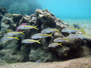 Yellowstripe goatfish (Mulloidichthys flavolineatus) Taking in Red Sea, Egypt.