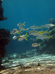 Yellowstripe goatfish (Mulloidichthys flavolineatus) Taking in Red Sea, Egypt.